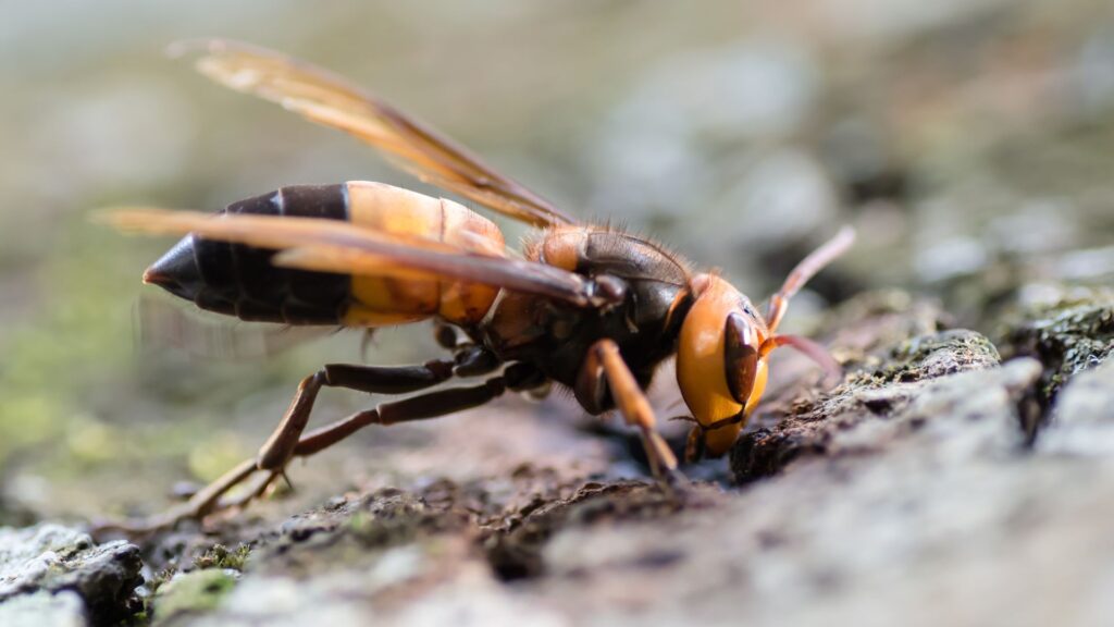 Hunt for underground nest after ‘murder hornets’ seen in Europe for first time