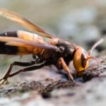 Hunt for underground nest after ‘murder hornets’ seen in Europe for first time