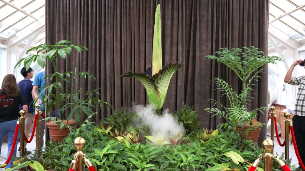 Corpse flower with ‘deadly’ stench pulls huge crowds