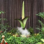 Corpse flower with ‘deadly’ stench pulls huge crowds