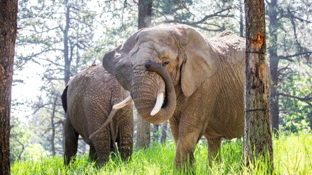 Elephants can’t pursue release because they are not people, court rules