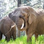 Elephants can’t pursue release because they are not people, court rules