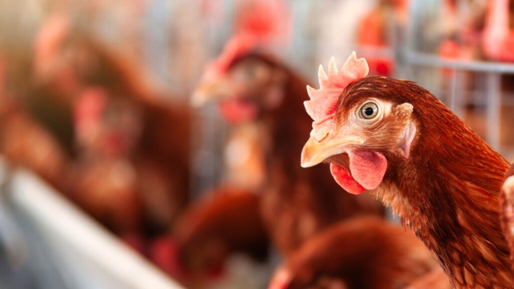 Human case of bird flu found in UK