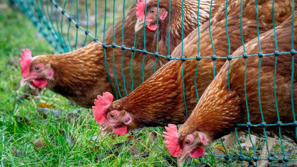 Bird flu restrictions put in place across all of England and Scotland as cases rise