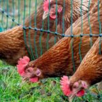 Bird flu restrictions put in place across all of England and Scotland as cases rise