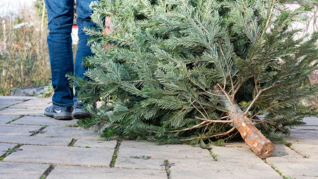 Don’t eat your Christmas trees, Belgians warned