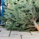 Don’t eat your Christmas trees, Belgians warned