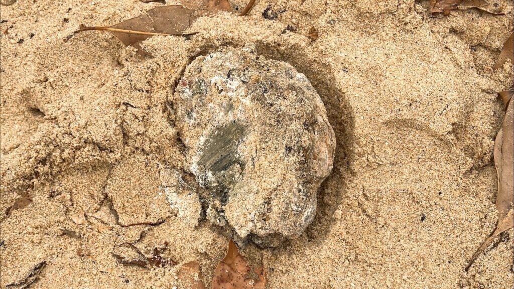 ‘Mysterious balls’ that washed up on Australian beaches contained faecal bacteria