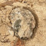 ‘Mysterious balls’ that washed up on Australian beaches contained faecal bacteria