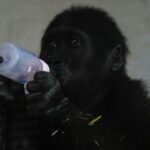 Baby gorilla rescued from hold of Turkish Airlines plane