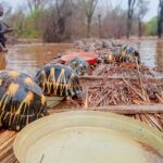 Thousands of endangered tortoises rescued after floods