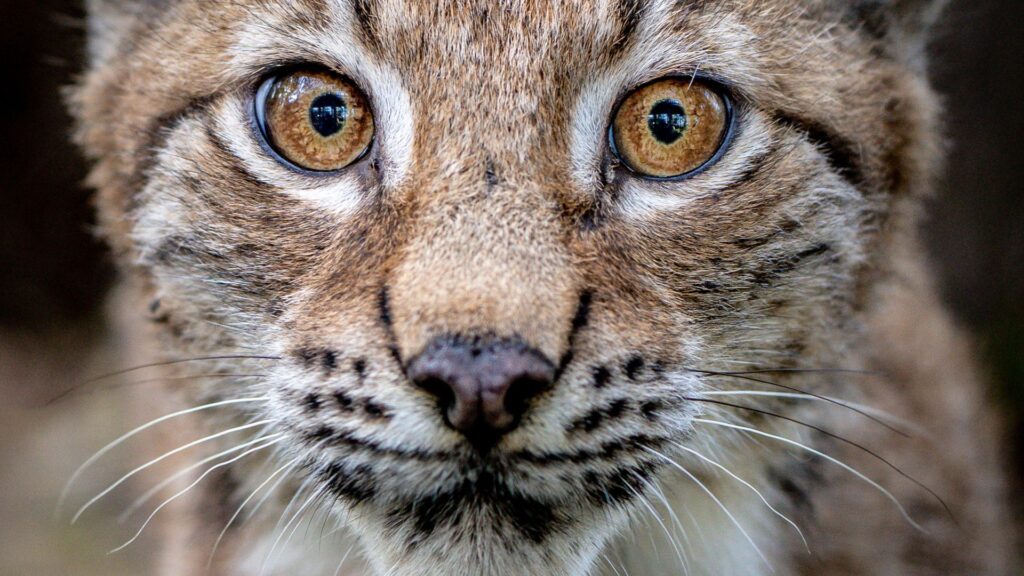 Two more lynx spotted on the loose in Scottish Highlands