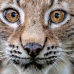 Two more lynx spotted on the loose in Scottish Highlands