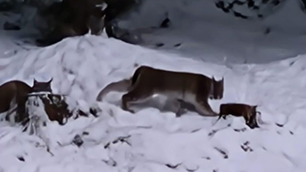 Two lynx captured in Scottish Highlands after suspected ‘illegal release’