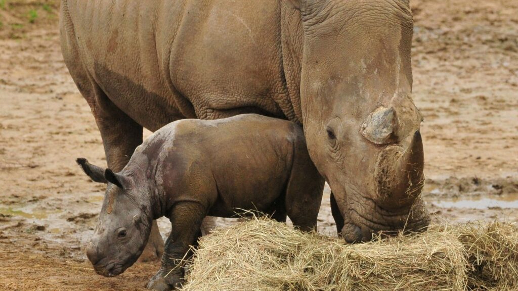 Zebra dies at UK zoo after ‘incident’ with rhino