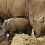 Zebra dies at UK zoo after ‘incident’ with rhino