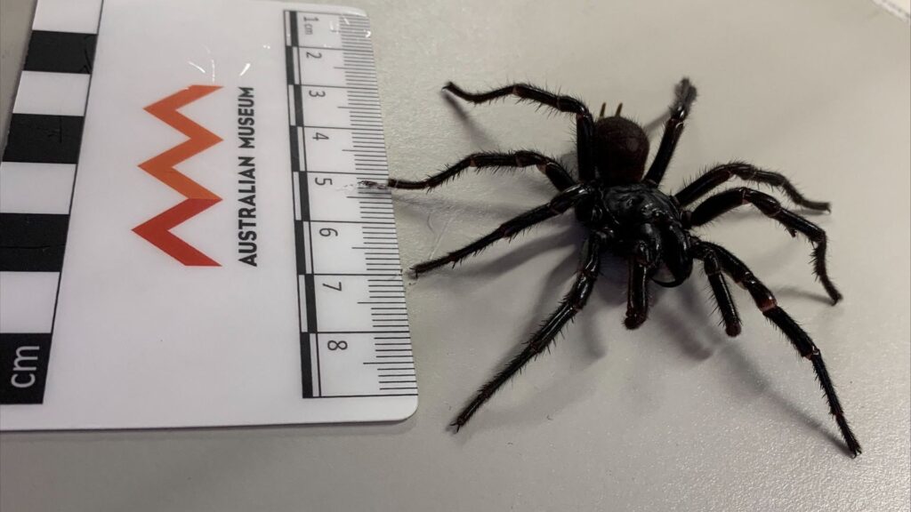 ‘Big boy’ funnel-web spider with more venom and longer fangs discovered