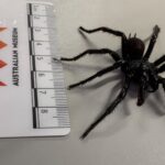 ‘Big boy’ funnel-web spider with more venom and longer fangs discovered