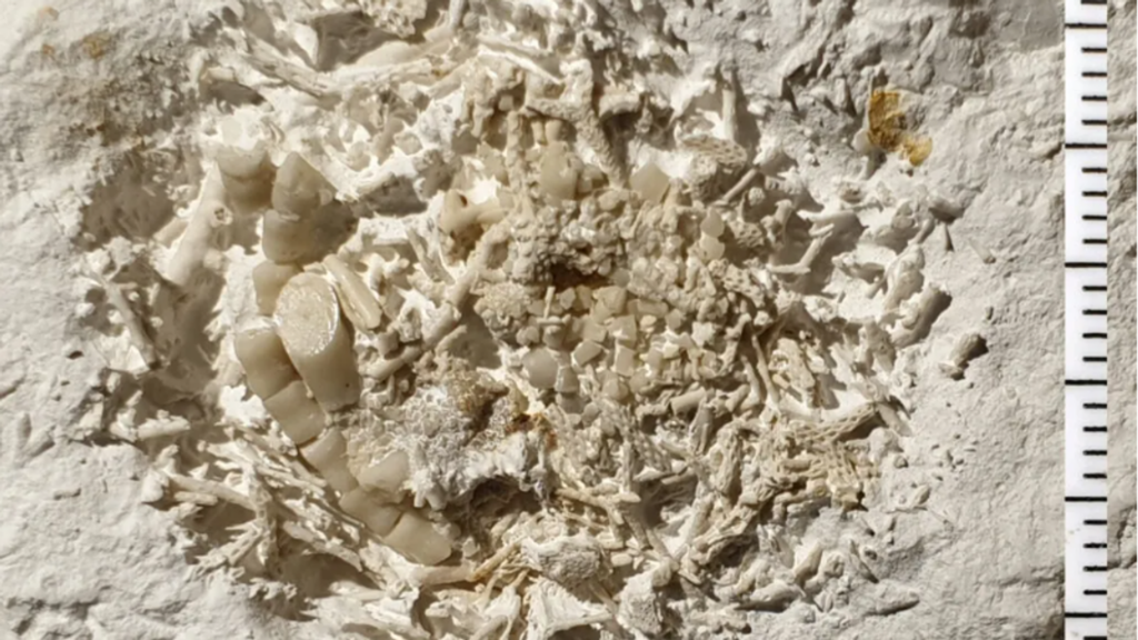 66 million-year-old vomit fossil discovered