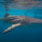 Paper clip-sized chameleon and whale shark among 10 threatened species being monitored in 2025