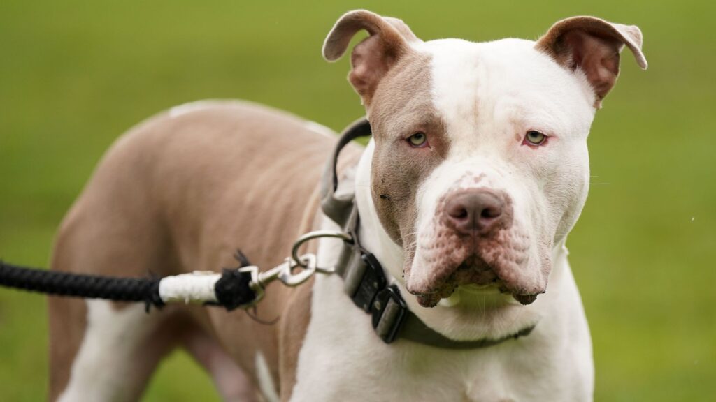 XL bully ban costing police forces millions in veterinary bills and kennels