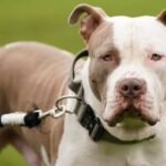 XL bully ban costing police forces millions in veterinary bills and kennels