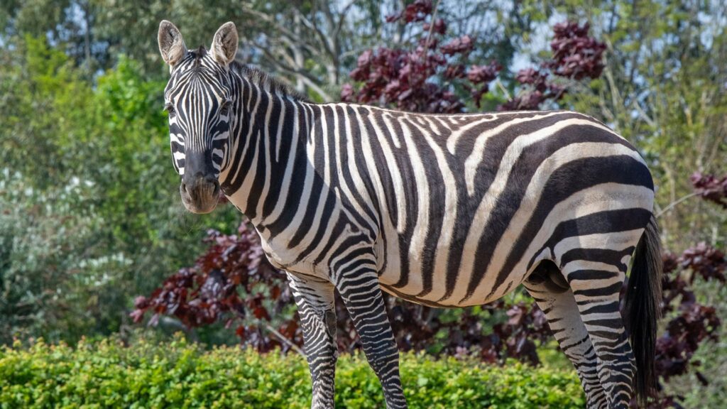 Zebra died in Essex zoo after rhino ‘unintentionally punctured his stomach’