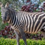 Zebra died in Essex zoo after rhino ‘unintentionally punctured his stomach’