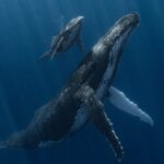 Amazing humpback whale image picked as best underwater picture of year