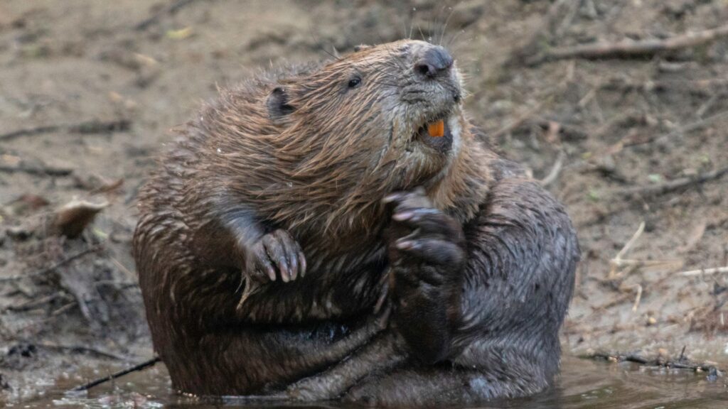 Wild beavers to make a comeback in England