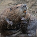 Wild beavers to make a comeback in England