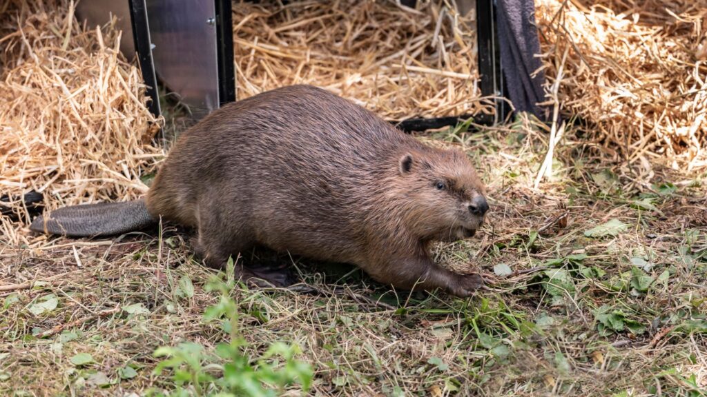 Beavers could help tackle Britain’s rising flooding problems, report finds