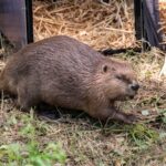 Beavers could help tackle Britain’s rising flooding problems, report finds