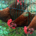 What you should know about bird flu in the UK – and its impact on humans