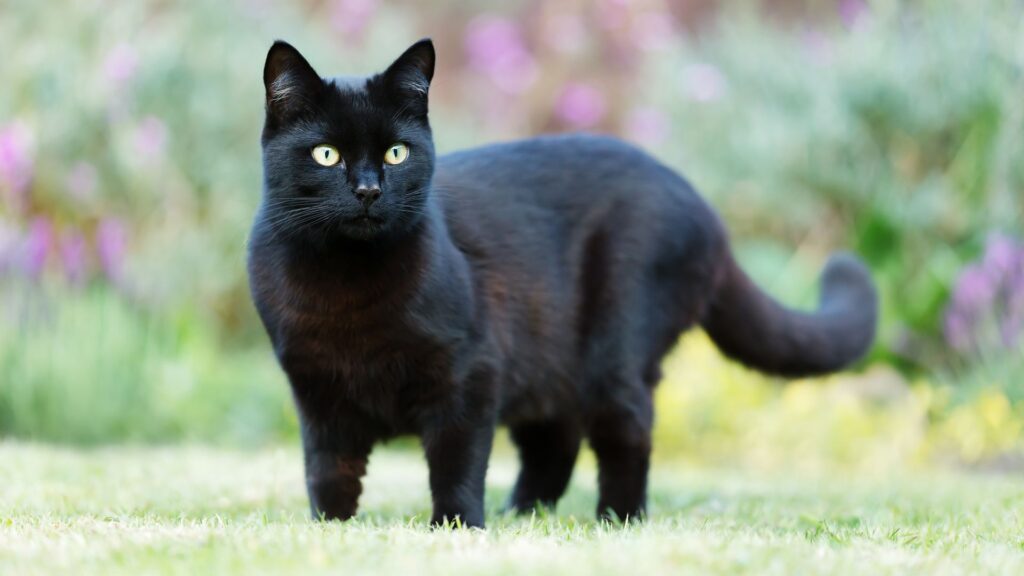 Cat ban could be tabled in Scotland as ministers urged to investigate pets’ risk to wildlife