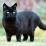 Cat ban could be tabled in Scotland as ministers urged to investigate pets’ risk to wildlife