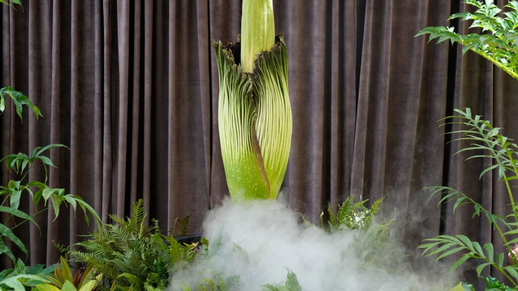 Rare flower with ‘rotting flesh smell’ blooms in Australia