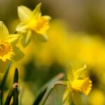 Daffodil hunt launched as flower lovers urged to look out for rare varieties