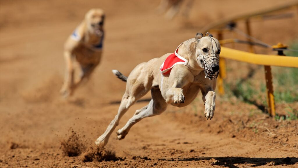 Wales plans to ban greyhound racing