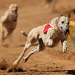 Wales plans to ban greyhound racing