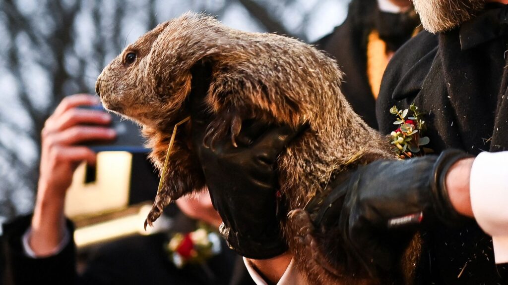 Groundhog Day’s Punxsutawney Phil makes his weather prediction