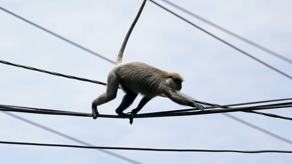 Nationwide power outage in Sri Lanka blamed on a monkey