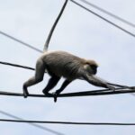 Nationwide power outage in Sri Lanka blamed on a monkey