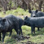 Feral pigs on the loose in Scottish Highlands