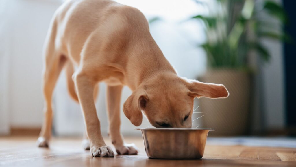 Lab-grown meat for dogs goes on sale – would your pet eat it?