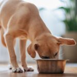 Lab-grown meat for dogs goes on sale – would your pet eat it?