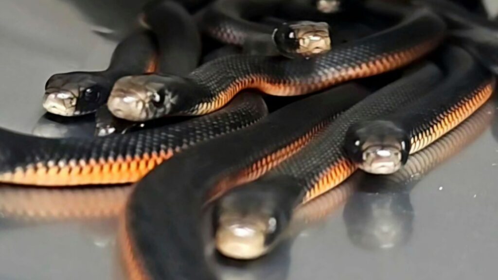 More than 100 venomous snakes removed from garden