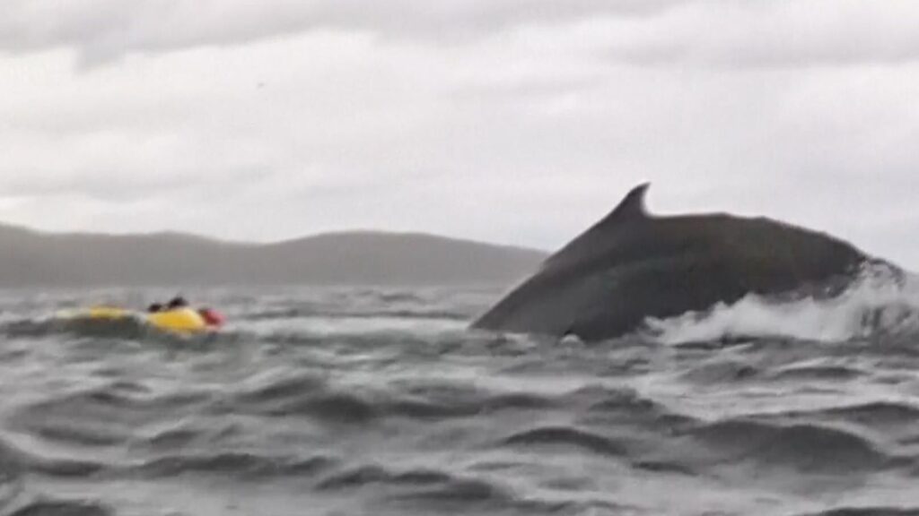 Kayaker swallowed by humpback whale