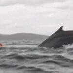 Kayaker swallowed by humpback whale