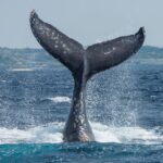 Whale earwax and parasitic worms go on display at Natural History Museum as part of ‘broken planet’ exhibition